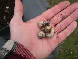Qui Sont Ces Droles De Larves Dans Mon Compost Ravageurs Du Jardin Composteur Jardinage Potager