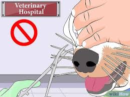 Am wondering if benadryl or oxycodone or flexeril (what i have on hand) will work to … read more. 3 Ways To Remove Porcupine Quills Wikihow