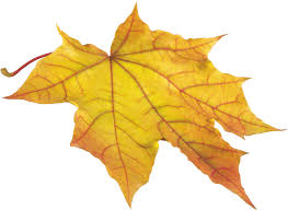 Download high quality autumn leaves clip art from our collection of 41,940,205 clip art graphics. Download Yellow Autumn Png Leaf Hq Png Image Freepngimg