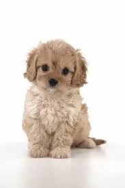 Warren photographic gallery white background puppies images. Dog Cavapoo Puppy 7 Wks Old On White Background Print 11384189