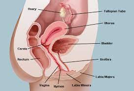 Kebanyakan jangkitan kuman adalah hasil dari perhubungan seks. Bagaimana Gatal Gatal Di Faraj Vagina Boleh Terjadi Ejen Redoxamin Penang