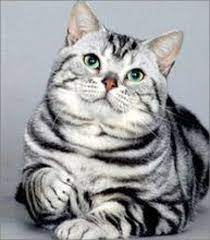 Manage your video collection and share your thoughts. 6park Com ä¸–ç•ŒåçŒ« ç¾Žå›½çŸ­æ¯›çŒ« ç¾ŽçŸ­
