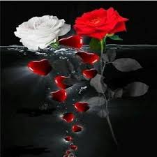 صور ورد وقلوب بوستات حب و رومانسية للفيس بوك Very Beautiful Flowers Rose Flower Wallpaper Red Roses Wallpaper