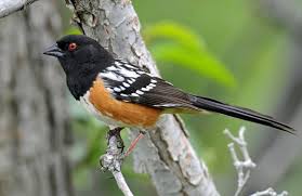 Image result for towhee