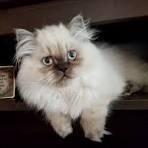 Our Himalayan Persian Kittens