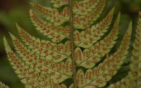 Image result for Polystichum sinense