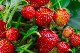 Check spelling or type a new query. Strawberries Plant Care Growing Guide