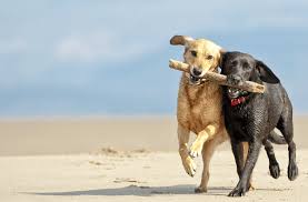 People are destroyed for lack of knowledge. The Complete Guide To Dog Mating Purina Beta Breeders