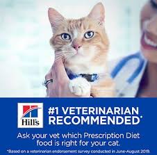 Dietary allergies and food intolerances are surprisingly common in cats. Hill S Prescription Diet Z D Original Skin Food Sensitivities Canned Cat Food 5 5 Oz Case Of 24 Chewy Com