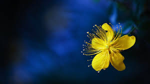 Here's a list of some of our favorite yellow flowers of all time. St John S Wort Tender Yellow Flowers With Big Benefits Cgtn