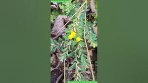 Image result for Crotalaria cylindrocarpa