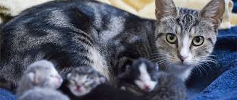 3,450 likes · 1,207 talking about this · 51 were here. No Kill Animal Shelters The Nokill Network