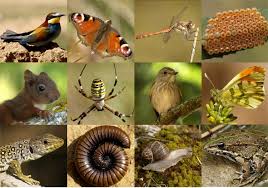 Animals del nostre entorn