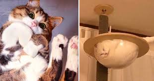 They just want to eat and as a pet parent, you should know what your cat doesn't appreciate its taste (because they have no sweet tooth), and your cat can be exposed to some risks if given a marshmallow. 50 Funny Photos Of Cats On Tables