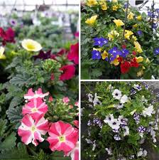However, with a little bit of dedication and the right amount of sun, water and fertilizer, your hanging basket will last. 12 Hanging Basket Sun Loving Sun Prairie Florist Prairie Flowers And Gifts Local Flower Delivery Sun Prairie Wi 53590