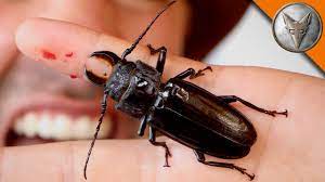 Black in color, they have spiny legs and long antennae. Pinched By A Giant Beetle Youtube