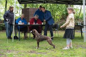 Boxerkennel Oet Pleegste