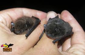 Bats kept as pets rarely survive more than one year. Pet Bats For Sale Pet S Gallery