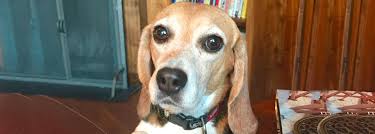 Cats and dogs aren't the only loving creatures you'll find for adoption at petsmart charities adoption centers and events. Rescue Beagles A Life Away From The Lab Beagle Freedom Project
