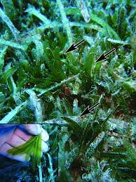 Image result for Stipularia