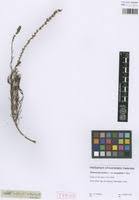 Image result for Hebenstretia angolensis