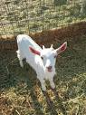 spokane for sale by owner "goats" - craigslist