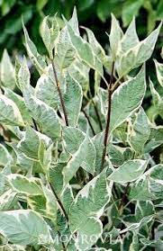 Variegated Red Twig Dogwood Red Twig Dogwood Twig Dogwood Dogwood Shrub