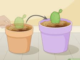This cactus has not been getting enough water to drink because it was root. Simple Ways To Root Cactus 12 Steps With Pictures Wikihow