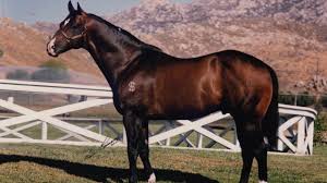 Thoroughbred pedigree for peppy san, progeny, and female family reports from the thoroughbred horse pedigree query. Strawfly Special Youtube