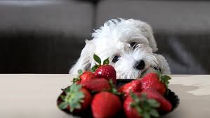Popcorn and dogs should stay far away from one another when it comes to salty popcorn. Can Dogs Eat Popcorn Read Before You Feed Purina