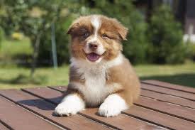 A mini american shepherd is a dog without a limit that will convince you in all parts. Australian Shepherd Hunde Informationen Zu Den Bienenarten Omlet