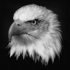 Black And White Eagle Why Shoot In Black White Bald Eagle Photography Eagle Pictures Black And White