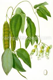 Image result for Mucuna