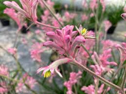 Image result for Anigozanthos