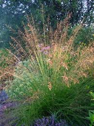 For all domestic orders $80 and over. Prairie Dropseed Sporobolus Heterolepis Canada