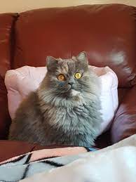 Have No Idea What She S Staring At My Bella Does That A Lot Kinda Freaks Me Out Especially When It S Nigh Pet Adoption Animal Rescue Shelters Animal Rescue