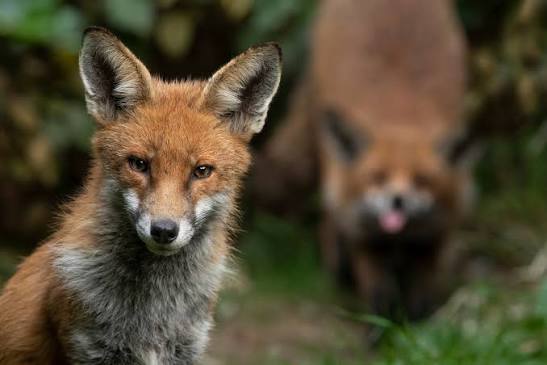 Red fox — Mammal Society