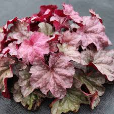 Image result for Heuchera Metallica