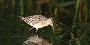 Jamaica Bay Spring Shorebirds & More
