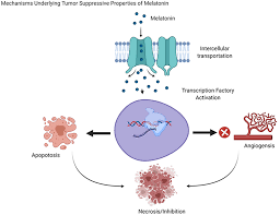 Taking melatonin by mouth might reduce itching in people with kidney failure who are on dialysis. Role And Therapeutic Potential Of Melatonin In Various Type Of Cancers Ott