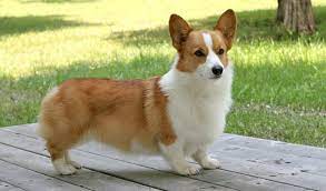 Pembroke Welsh Corgi