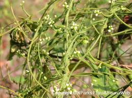 Image result for Cassytha filiformis