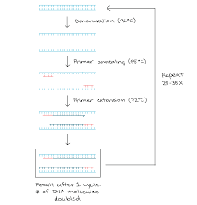 This pcr introduction will demonstrate that pcr is a fundamental technique used to amplify fragments of dna, frequently using the taq polymerase to. Polymerase Chain Reaction Pcr Article Khan Academy