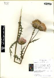 Image result for Cirsium  buchwaldii