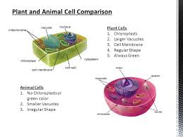 We did not find results for: Cell Structure And Function Ppt Download