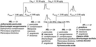 Image result for Marquesia macroura