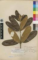 Image result for Ozoroa reticulata
