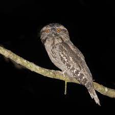 Aug 24, 2020 · tawny frogmouths are native to australia and tasmania. Tawny Frogmouth Wikipedia