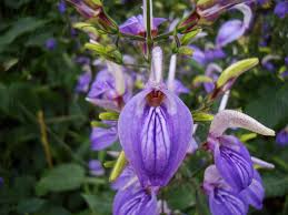 Image result for Brillantaisia owariensis