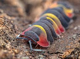 Image result for Alinula sp.